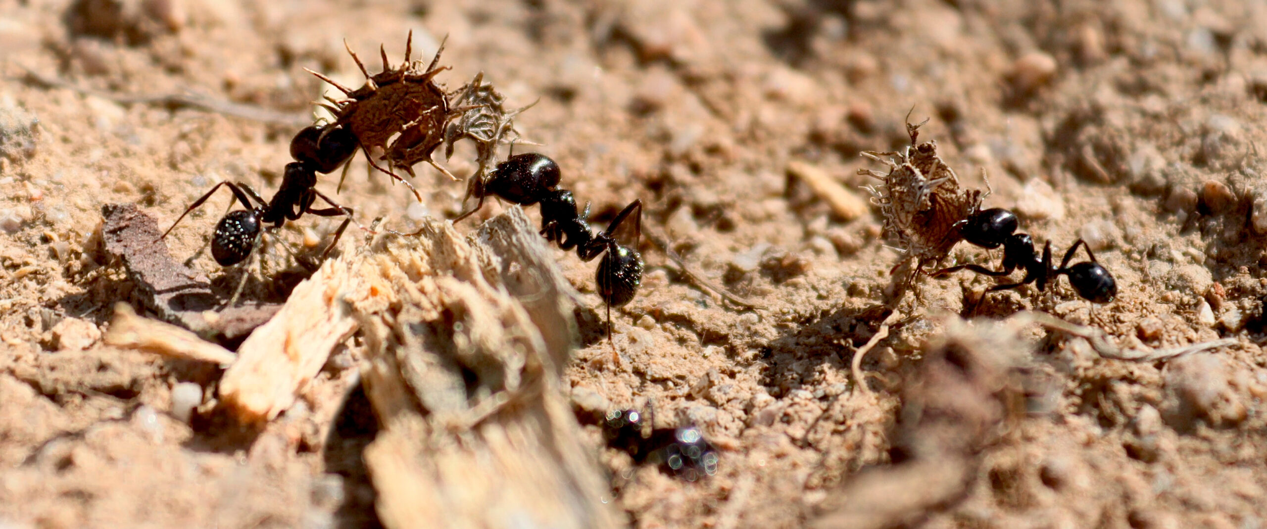 , , hormiga 18@2x@1,5x