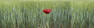 ,,,, img 8136